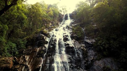River flowing through forest