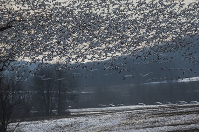 Birds flying over snow covered landscape