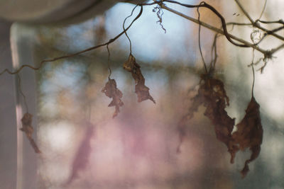 Close-up of dried leaves