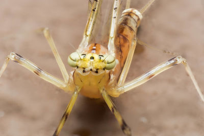 Close-up of spider