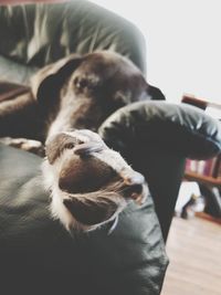 Close-up of dog relaxing at home