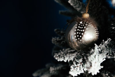 Close-up of butterfly over black background