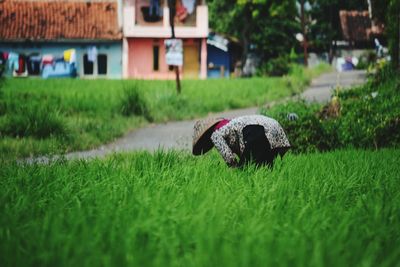 Dog sitting on grass in field