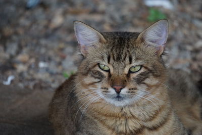 Close-up portrait of cat