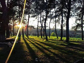 Sunlight streaming through trees on field