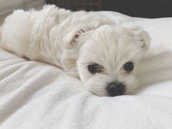 Close-up of a dog resting on bed