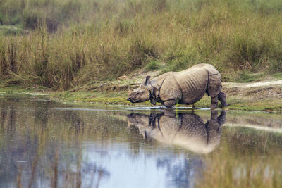 Side view of a drinking water in lake