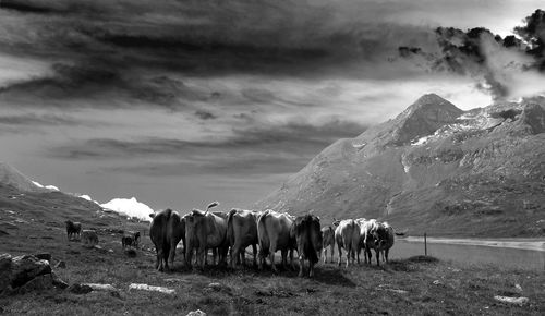 Cows grazing on field against cloudy sky