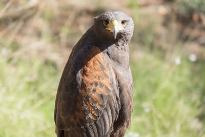 Close-up of bird