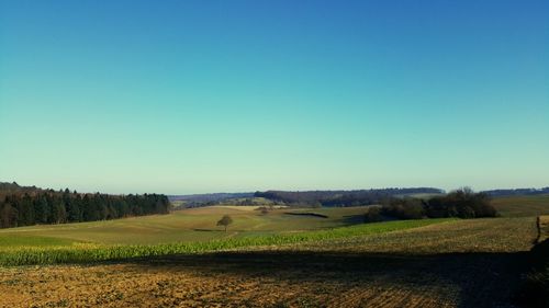 Scenic view of agricultural field against clear blue sky