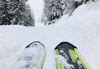 Close up of skis with snowy evergreen forest ahead