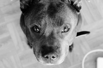 Close-up portrait of dog