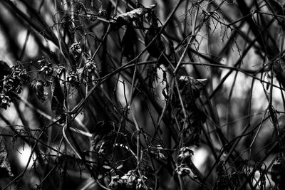 Low angle view of bare tree branches