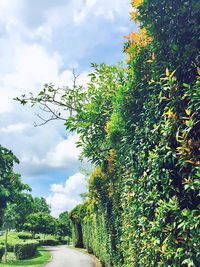 Low angle view of trees against sky