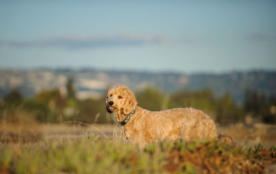 Dog on grass