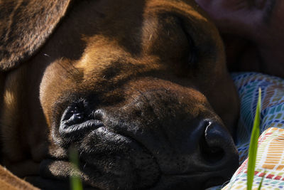 Close-up of a dog sleeping on bed