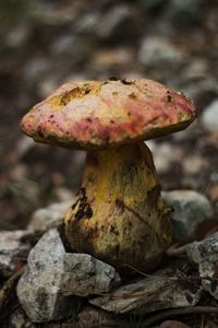 Close-up of mushroom growing on field