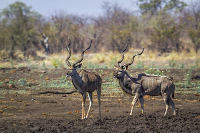 Deer standing on land in forest