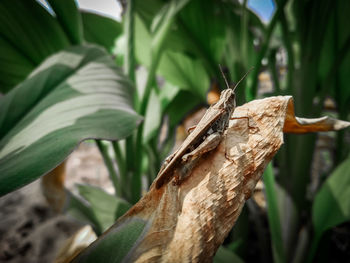 Close-up of butterfly on leaf