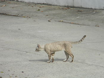 Cat on dirt road