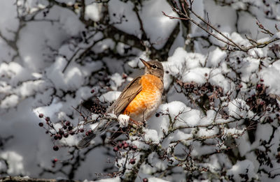 Bird perching on tree