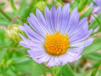 Close-up of yellow flower blooming outdoors