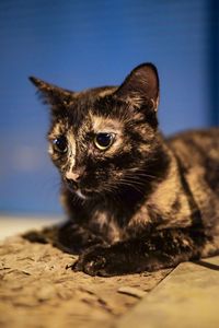 Close-up portrait of a cat looking away