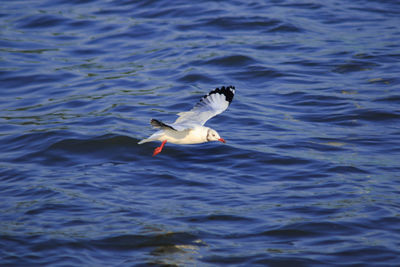 Seagull flying over lake