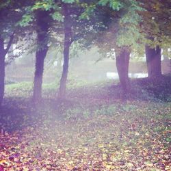 Trees in forest