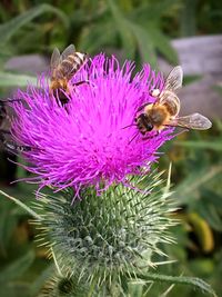 Close-up of honey bee on purple flower
