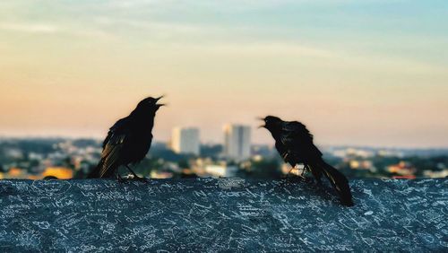 Birds perching on the ground