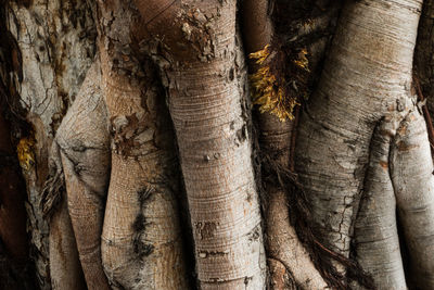 Full frame shot of tree trunk