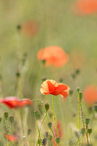 Close-up of red poppy on field