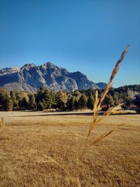 Scenic view of field against clear blue sky