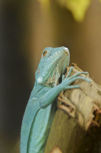 Blue iguana baby