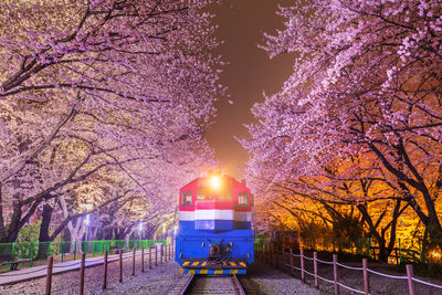 View of cherry blossom at night