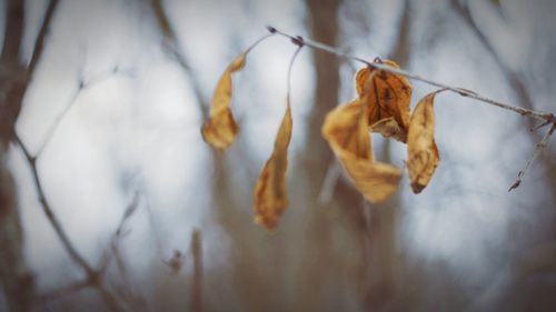 Close-up of dry leaves on plant