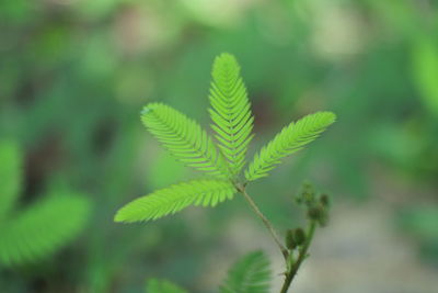 Scientific name mimosa pudica. close up of sensitive plant leaves background
