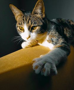 Close-up portrait of tabby cat at home