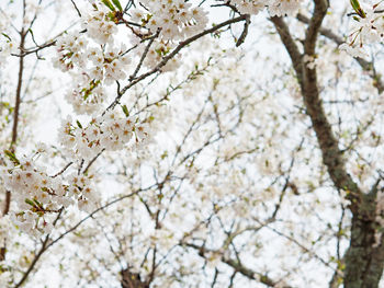 Low angle view of cherry blossom tree