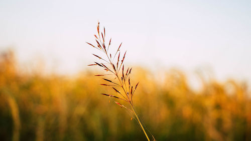 Close-up of stalks in field against sky during sunset