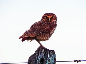 Close-up of owl perching against clear sky