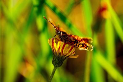 Close-up of butterfly pollinating on flower