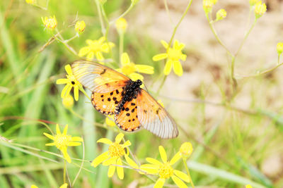 Close-up of butterfly pollinating on flower