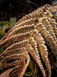 Close-up of a plant