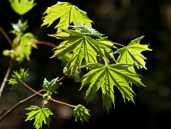 Close-up of fresh green leaves