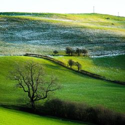 Scenic view of grassy field against sky