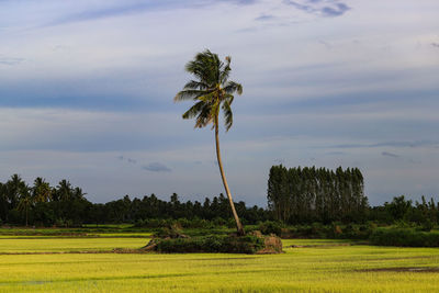 Coconut palm trees on field against sky