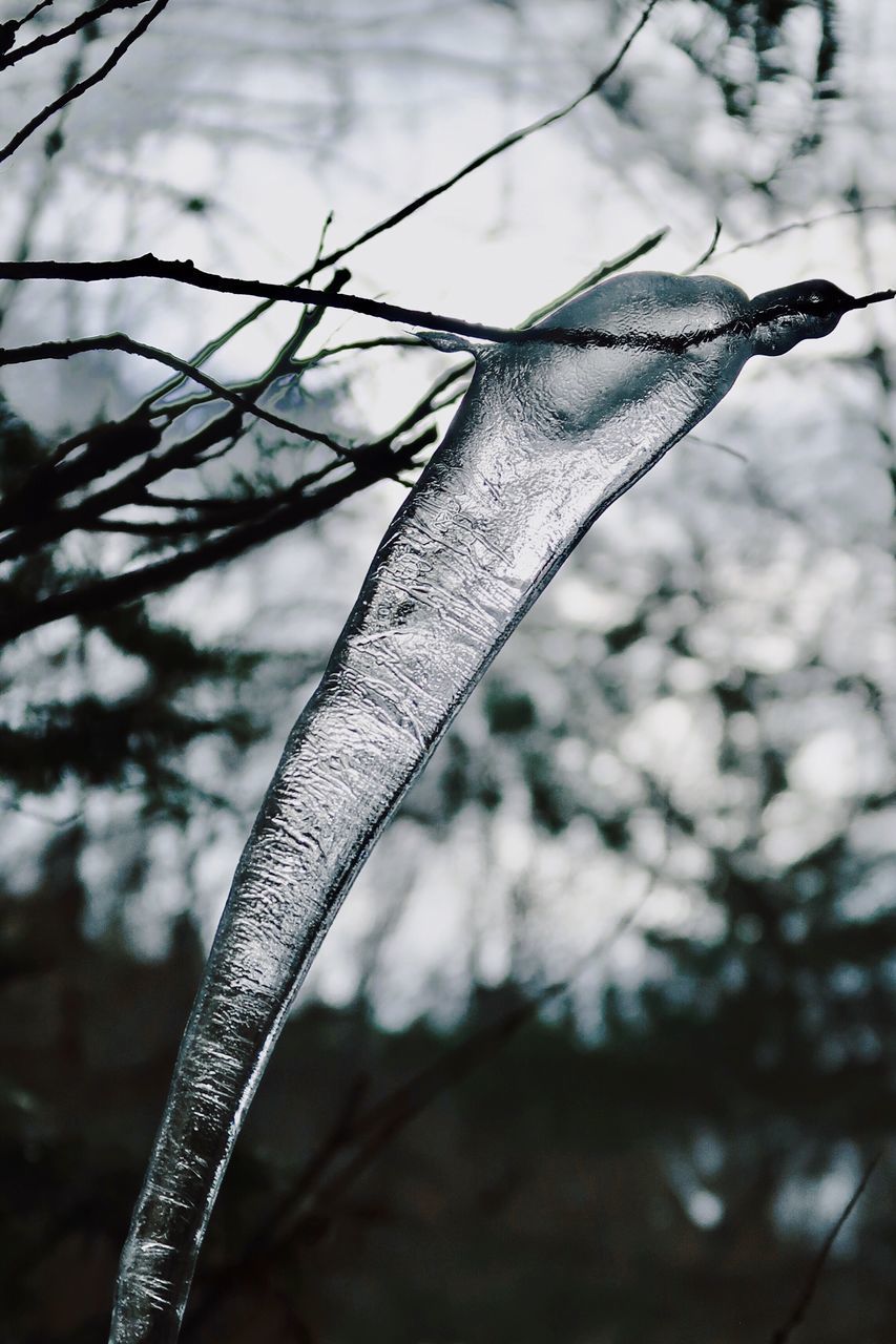 CLOSE-UP OF A BRANCH