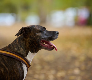 Adult brown american pit bull terrier stands in an autumn park and looks to the side.